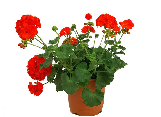 Geranium Zonal M20 30cm (pelargonium)_0