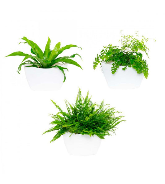 Jardín Vertical Modular Citysens Con Riego Automático De 6 Maceteros – Blanco, Polipropileno 100% Reciclado