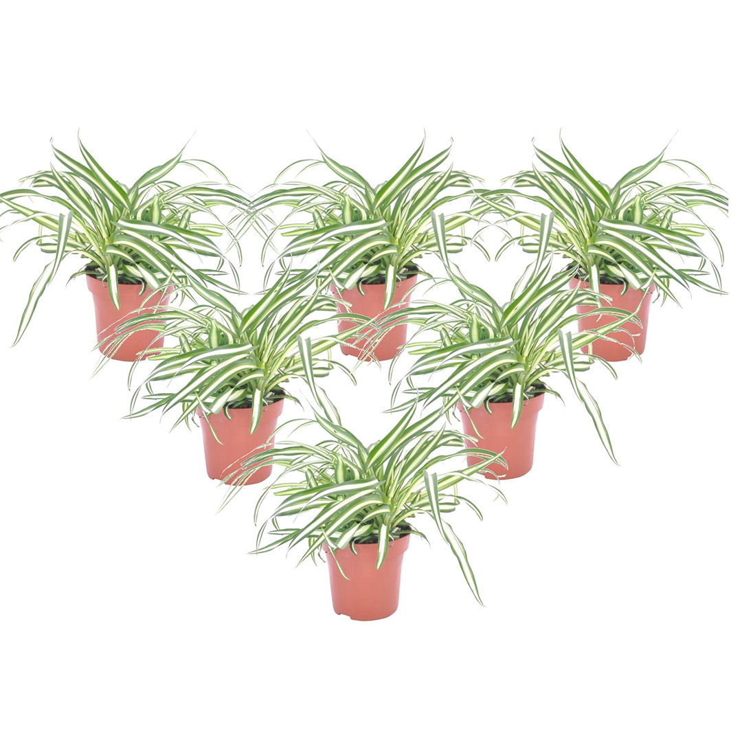 Malamadre - 6 Pzs - Chlorophytum Comosum 'atlantic' - Altura 25-40cm - ⌀12cm_0
