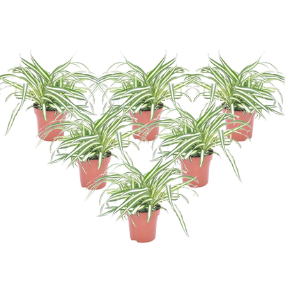 Malamadre - 6 Pzs - Chlorophytum Comosum 'atlantic' - Altura 25-40cm - ⌀12cm_0