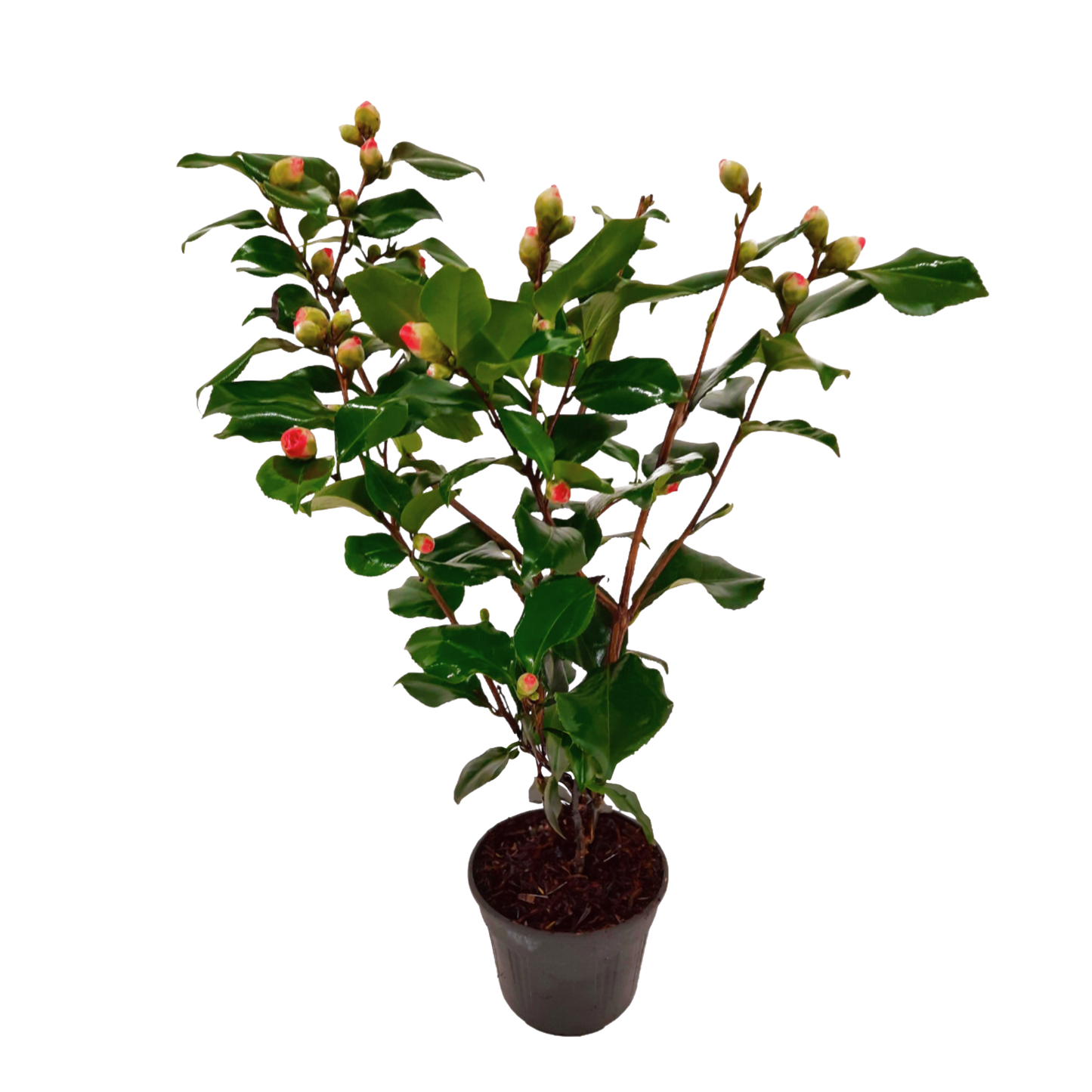 Rosa Japonesa - Camellia Japonica 'dr. King' - Altura 50-60cm - ⌀15cm