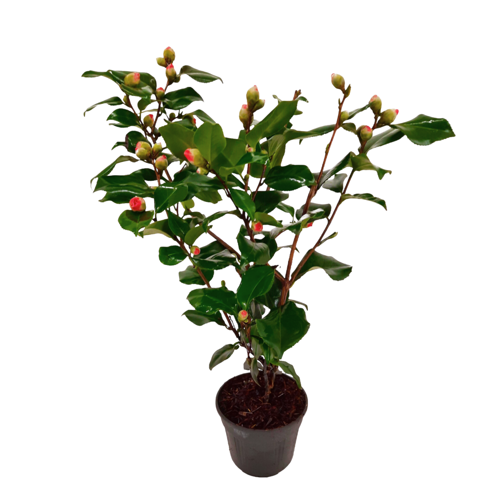 Rosa Japonesa - Camellia Japonica 'dr. King' - Altura 50-60cm - ⌀15cm