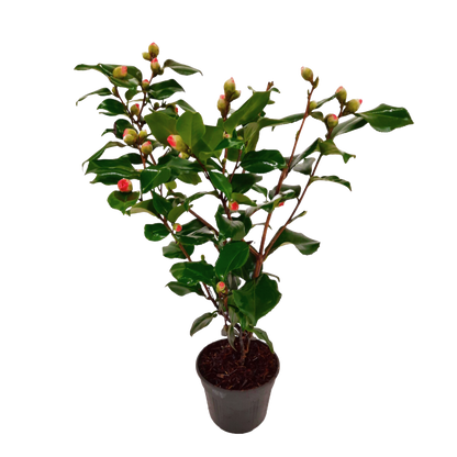 Rosa Japonesa - Camellia Japonica 'dr. King' - Altura 50-60cm - ⌀15cm