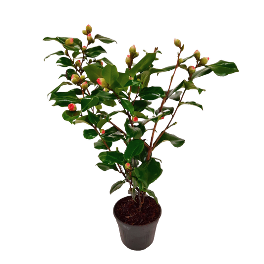 Rosa Japonesa - Camellia Japonica 'dr. King' - Altura 50-60cm - ⌀15cm