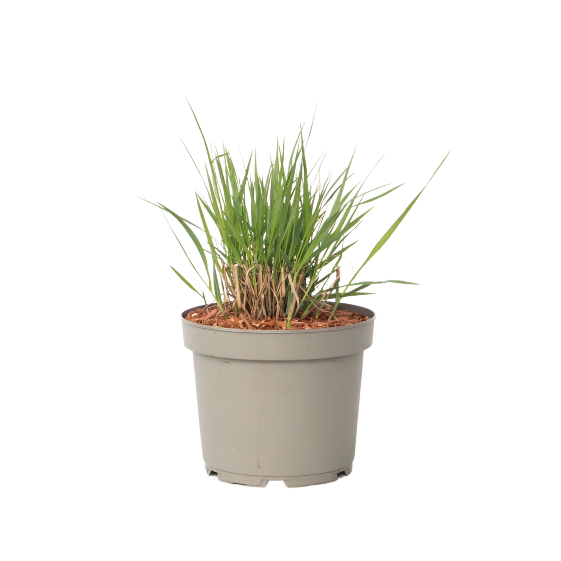 Pasto De Las Praderas - Panicum Virgatum 'heavy Metal' - Altura 40-60cm - ⌀23cm