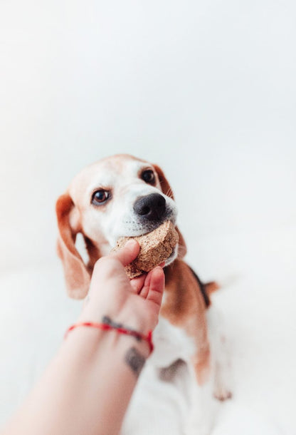 Bimorbox Mediana · Pack Snacks Y Juguetes Naturales Para Perros.