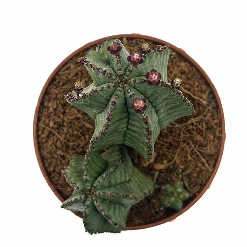 Euphorbia Poligona Variedad Anoplia Cactus Y Suculentas M8,5 cm Ø_1