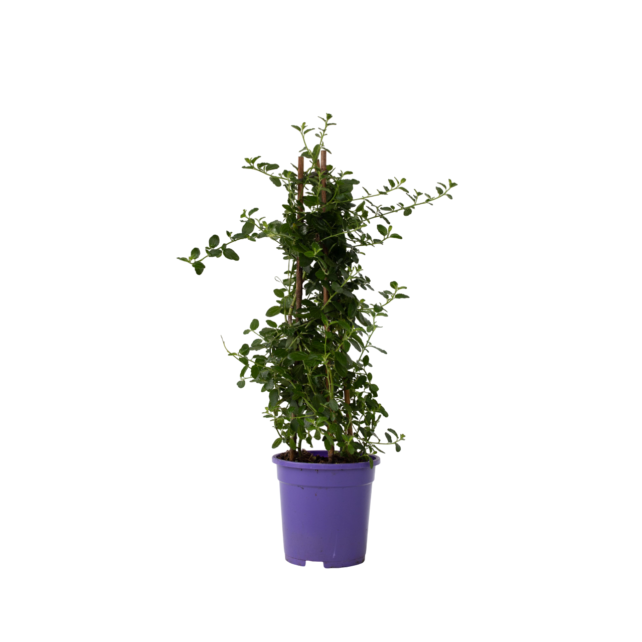 Lila De California - Ceanothus Thyrsiflorus Repens - Altura 60-70cm - ⌀17cm_0