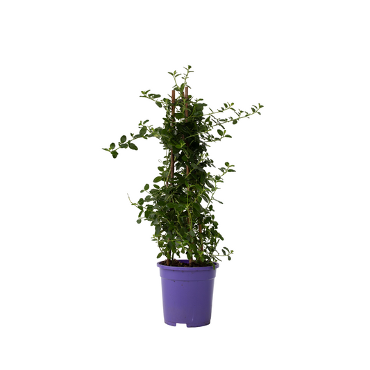 Lila De California - Ceanothus Thyrsiflorus Repens - Altura 60-70cm - ⌀17cm_0