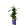 Lila De California - Ceanothus Thyrsiflorus Repens - Altura 60-70cm - ⌀17cm