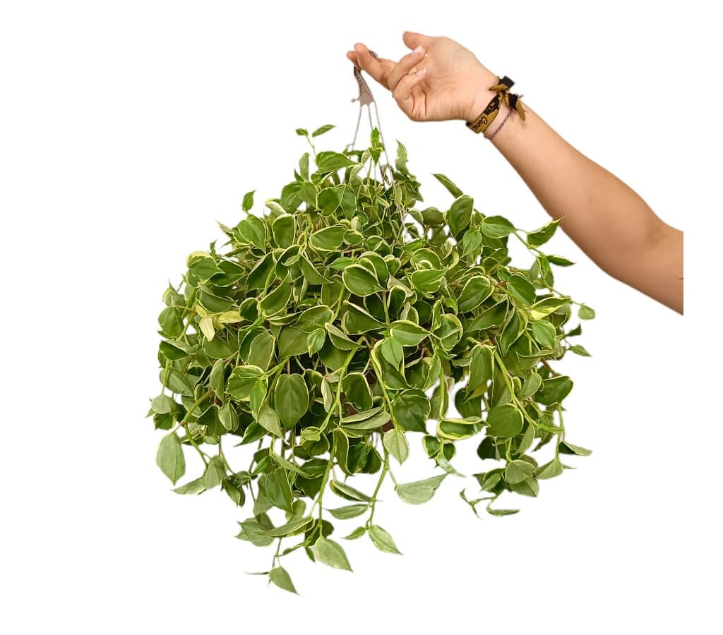 Peperomia Scandens T15_0