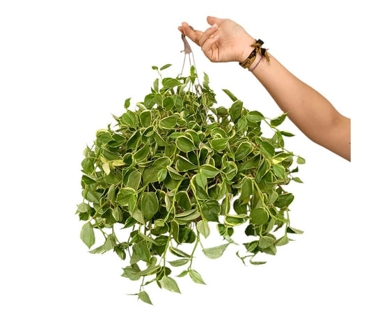 Peperomia Scandens T15_0