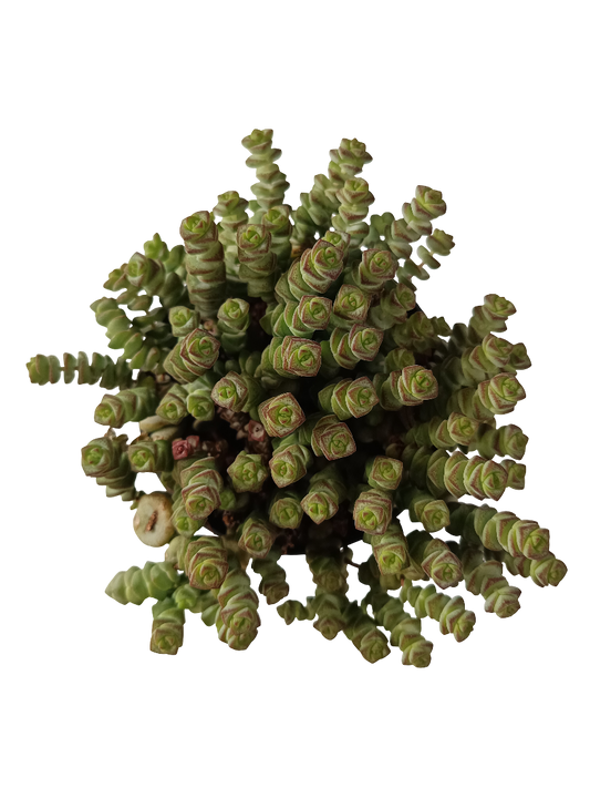Crassula Marnierniana Planta Suculenta_0