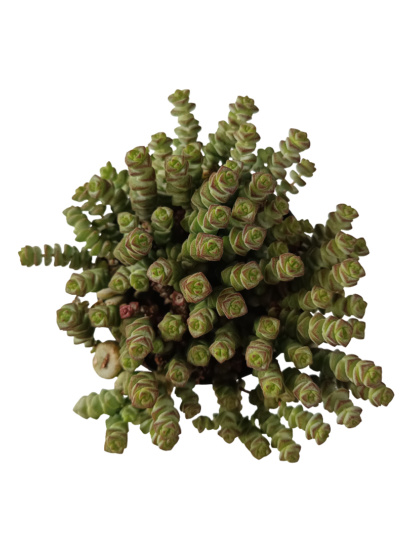 Crassula Marnierniana Planta Suculenta