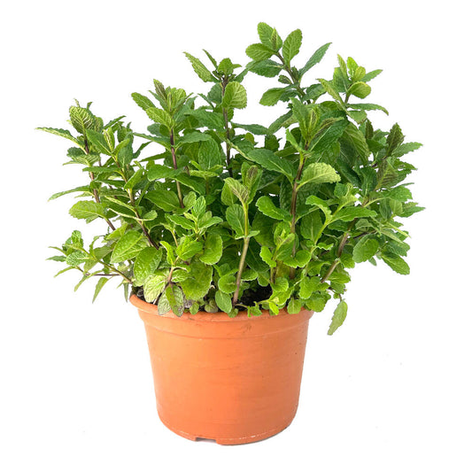 Hierba Buena M17 30cm