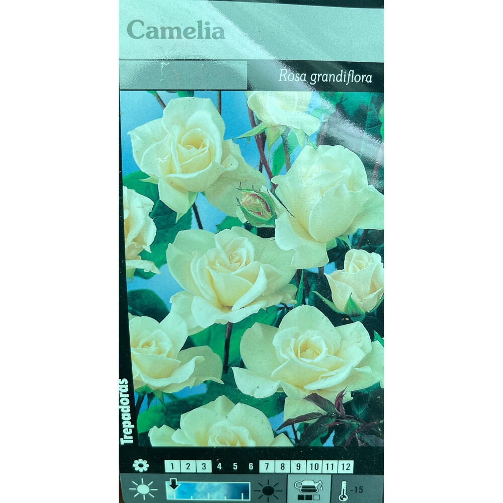 Rosal Trepador Camelia M20 180cm (blanco)_0