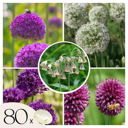 Bulbos De Allium - 80 Pzs - Allium - Bulbos De Flores