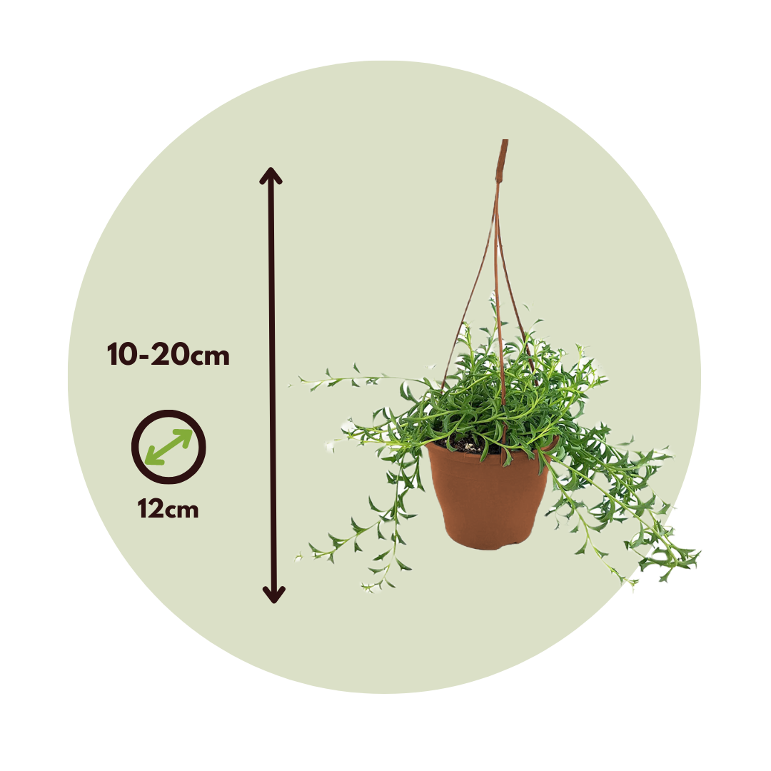 Cadena De Delfines - 2 Pzs - Senecio Peregrinus - Altura 10-20cm - ⌀12cm_2