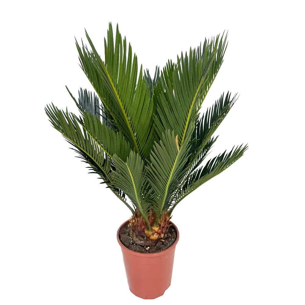 Cyca Revoluta M12 40cm_1