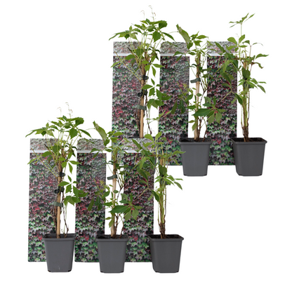 Parra Virgen - 6 Pzs - Parthenocissus Quinquefolia - Altura 25-40cm - ⌀9cm