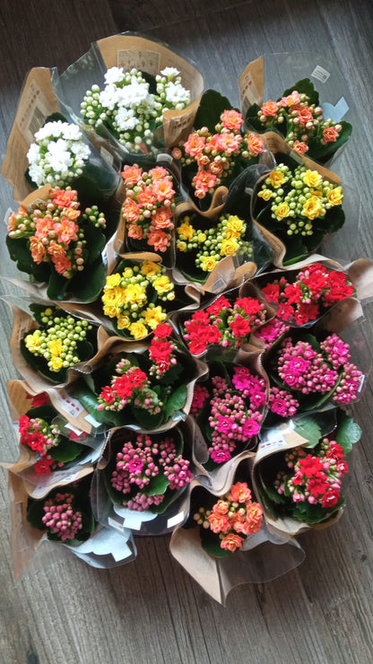 1 Mini Planta Surtida Kalanchoe Flores De Colores Ø6 Cm