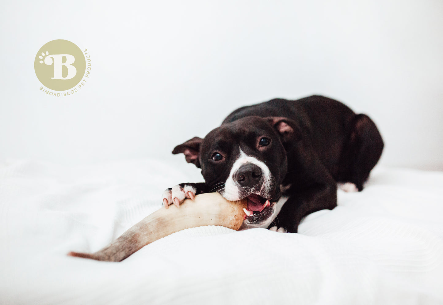 Bimordiscos Cuerno De Vaca / Toro Para Perros.