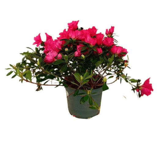 Azalea Simsii M18_0