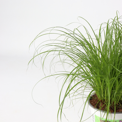 Hierba De Los Gatos - 4 Pzs - Cyperus Zumula - Altura 30-40cm - ⌀12cm