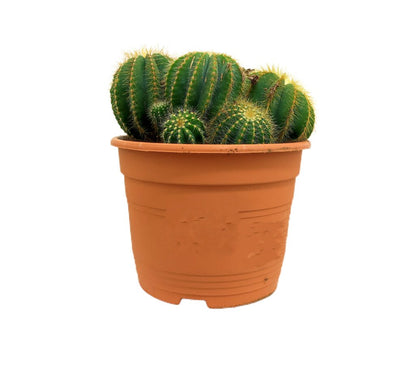 Mammillaria Nejapensis M17_0