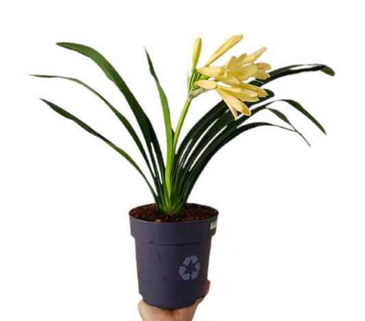 Clivia Miniata M15_0