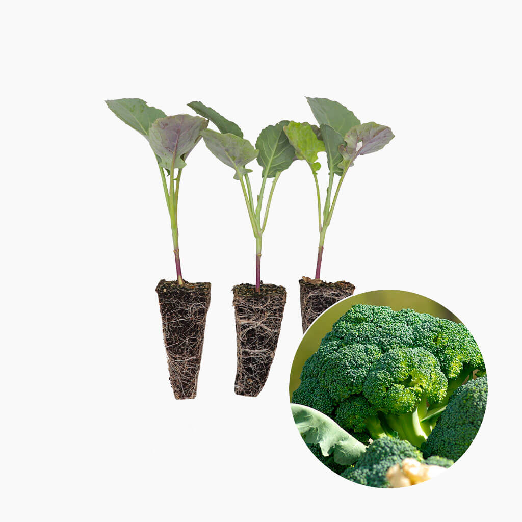 Plantón Brócoli 10 Unidades - Plantabo_0