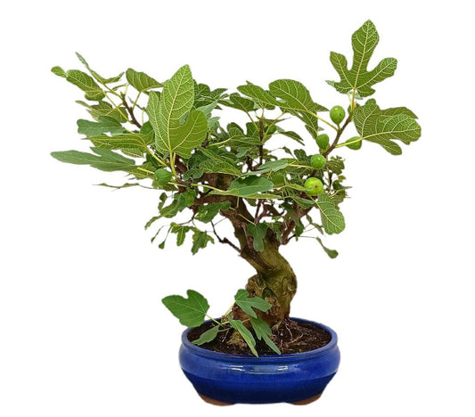Bonsái Ficus Carica 19 Años (higuera)_0