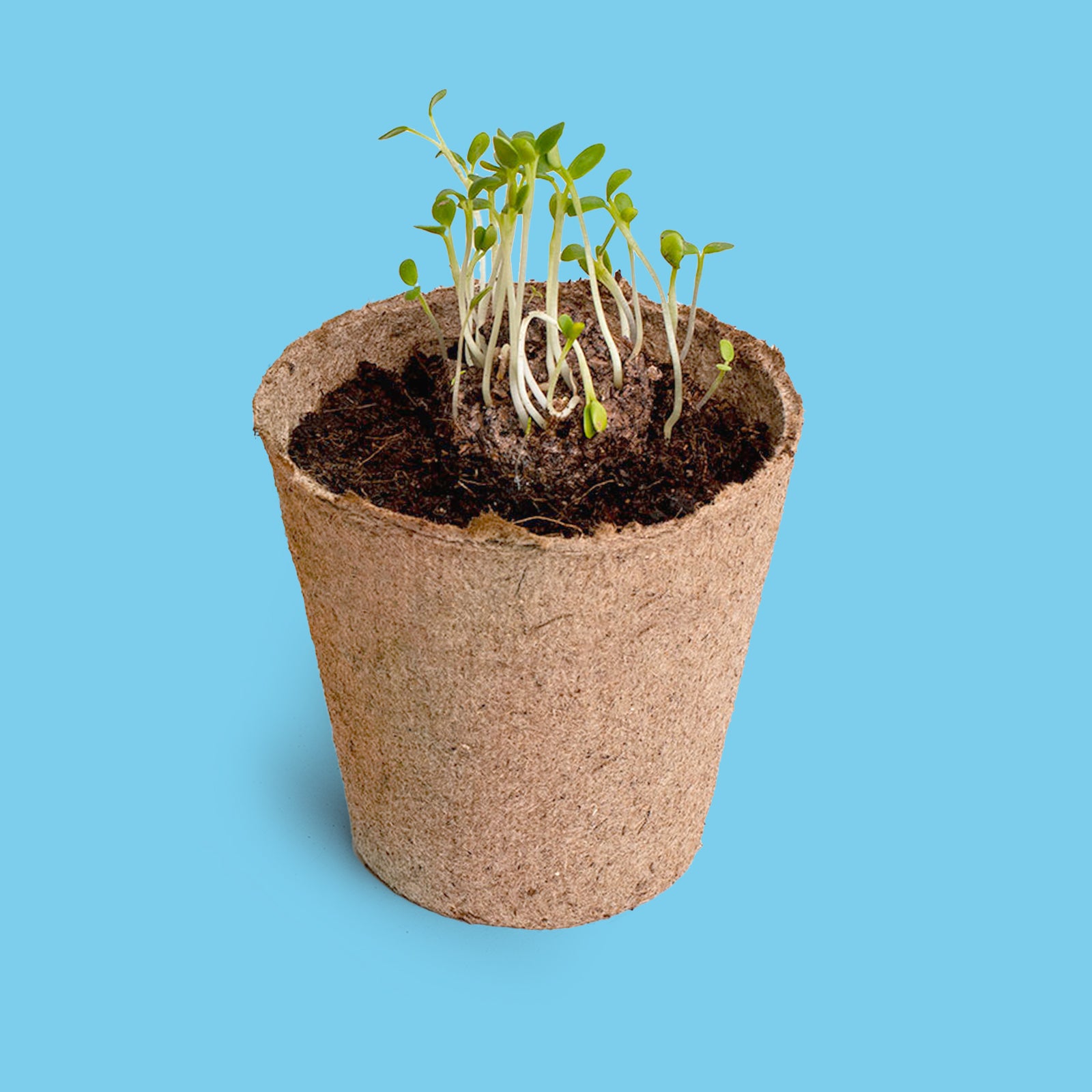Kit de Cultivo Nomeolvides Semillas, Maceta y Sustrato | Regalo Original - Resetea_2
