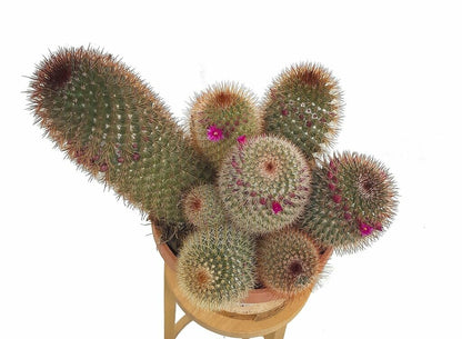Mammillaria Spinosissima T20 35cm_1