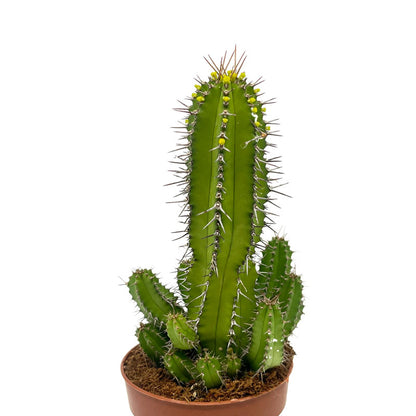 Euphorbia Fruticosa Cactus Y Suculentas