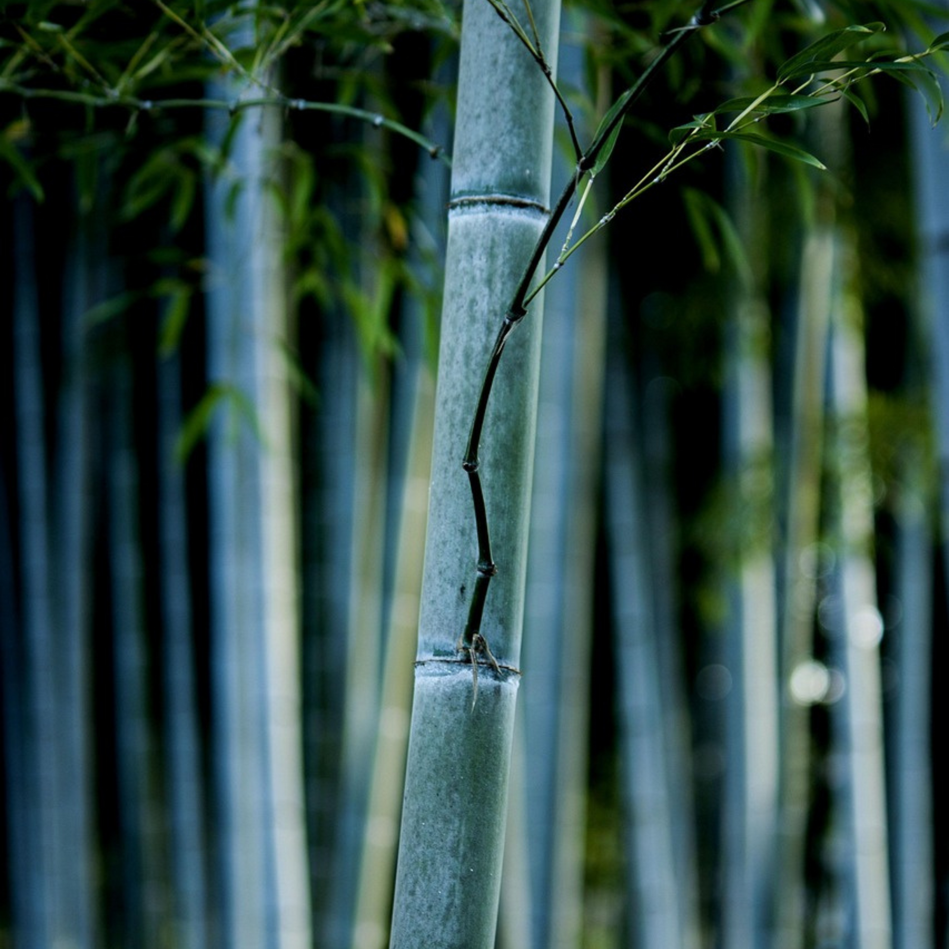 Bambú - 3 Pzs - Fargesia Papyrifera 'blue Dragon' - Altura 30-40cm - ⌀13cm