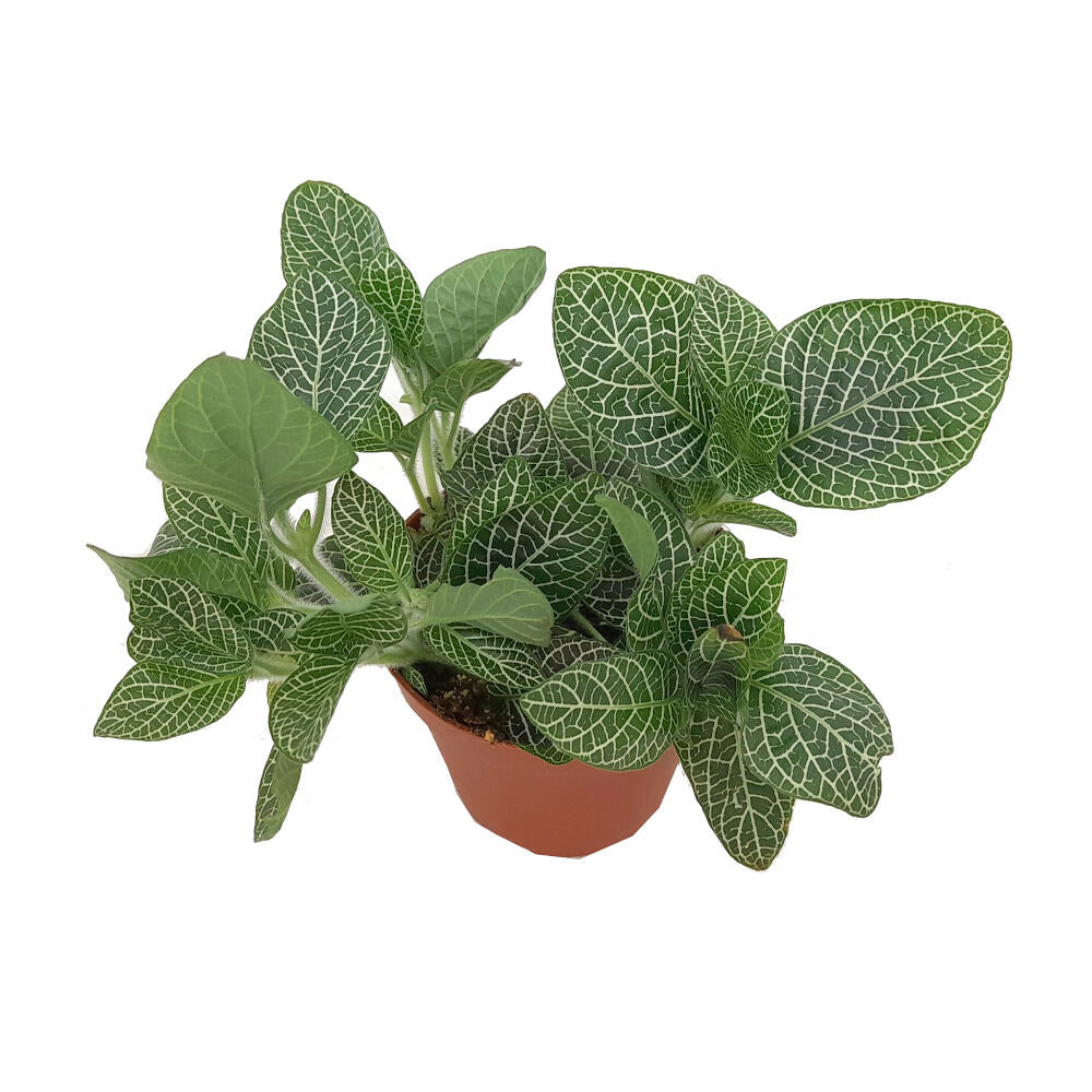 Fittonia Verde M8 20cm
