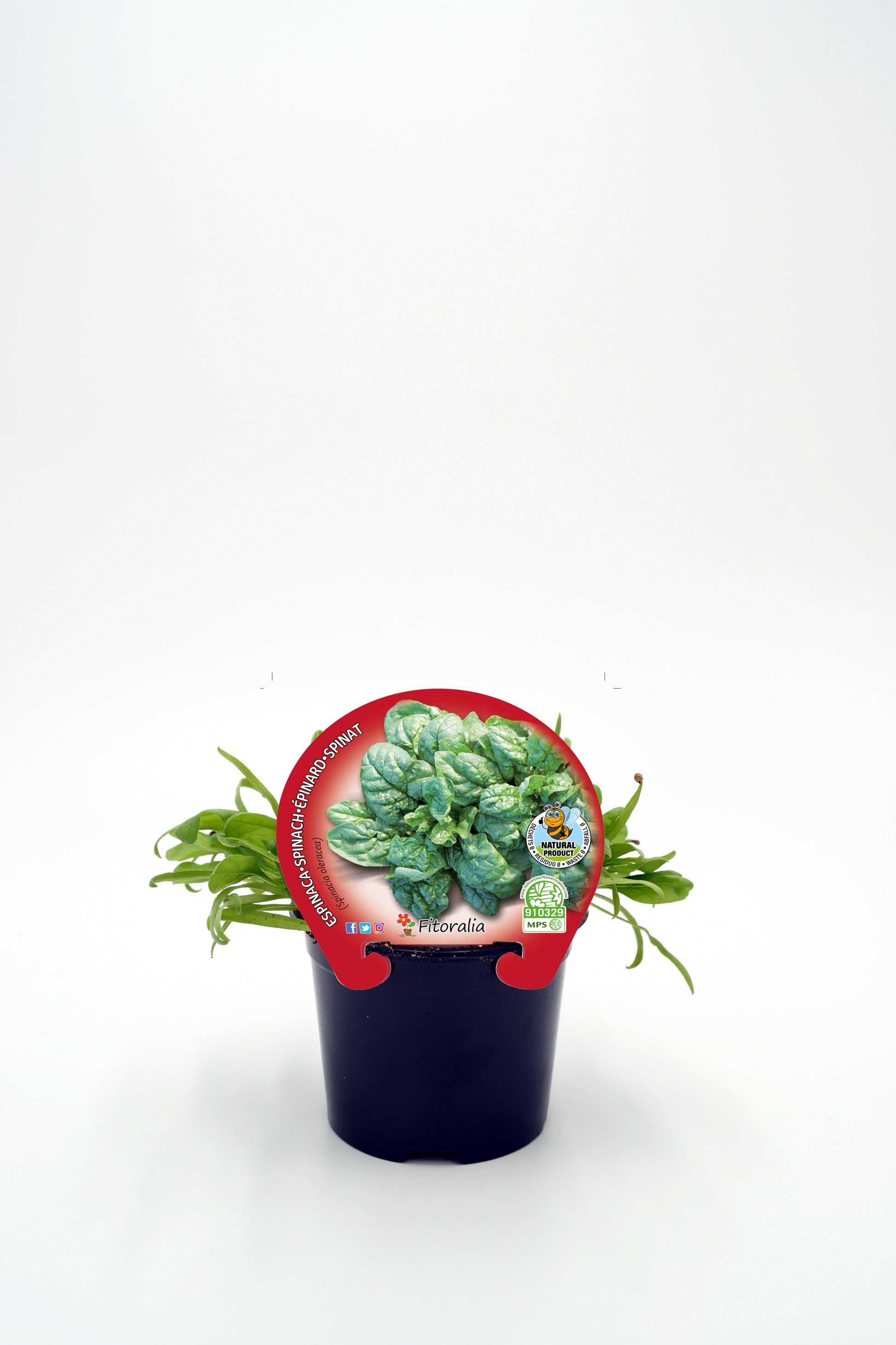 Plantón Espinaca En Maceta 10,5 Cm. Natural - Fitoralia