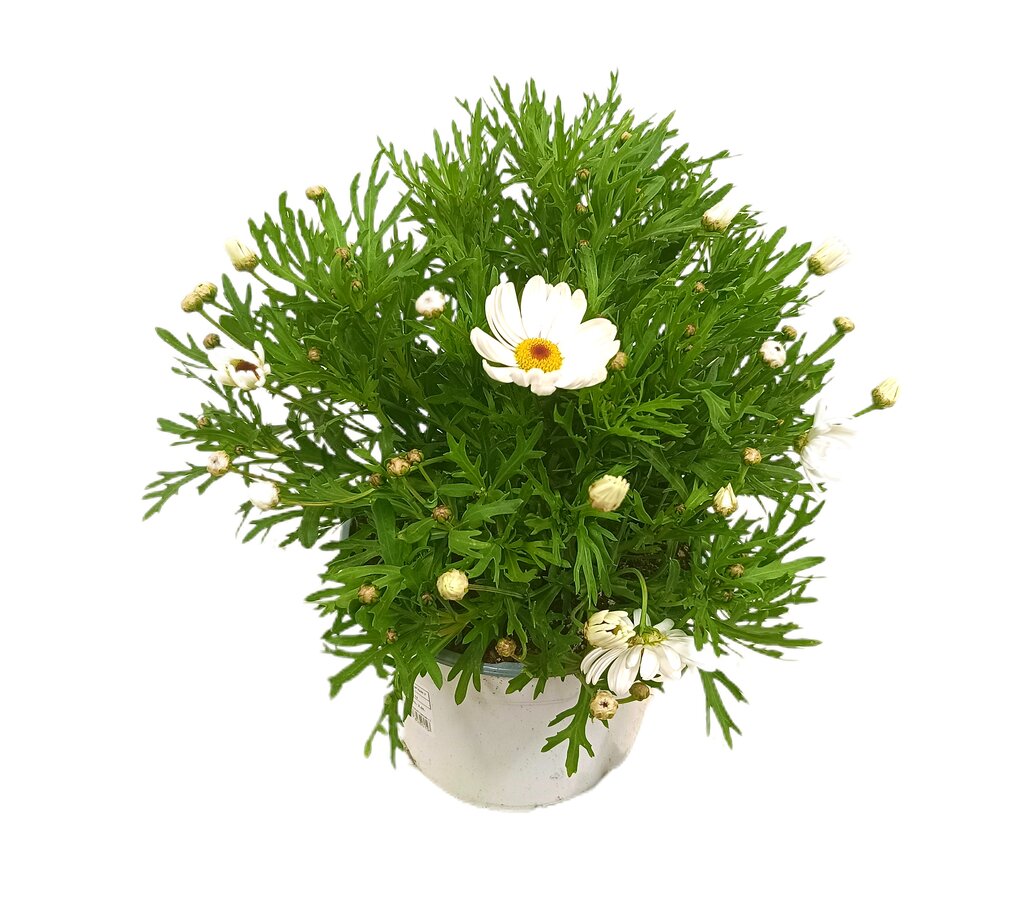 Margarita M17 40cm_0