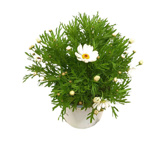 Margarita M17 40cm_0