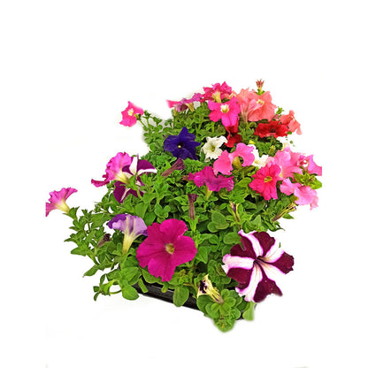 Pack 10 Petunias_3