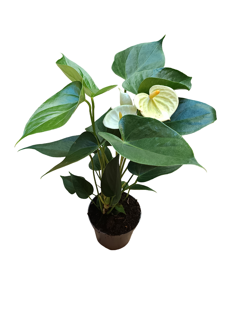 Anthurium Flor Blanca Planta De Interior Ø9 Cm