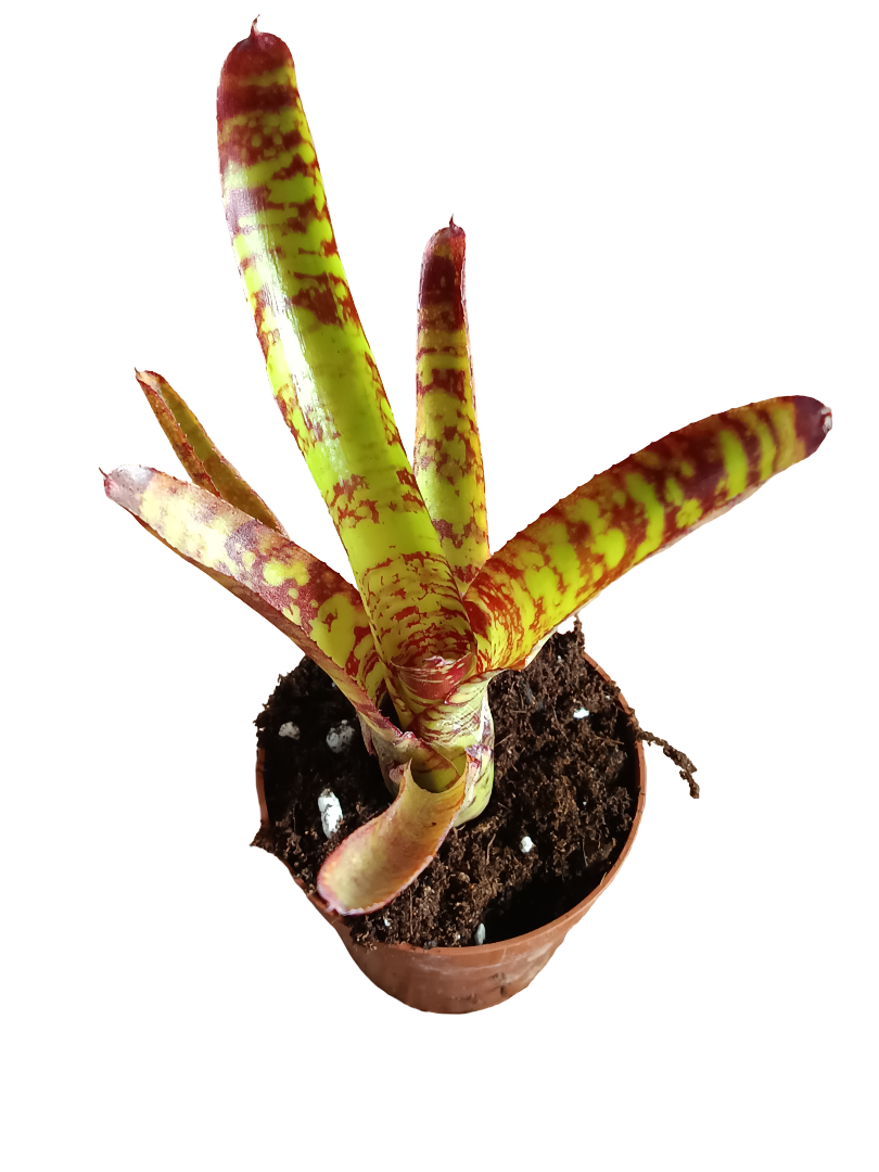Neoregelia Guacamole Planta Bromelia De Interior 15 Cms