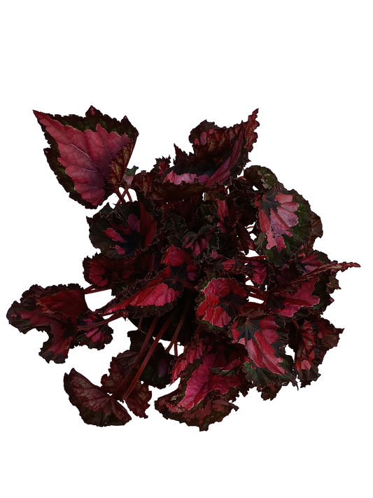 Begonia INCA NIGHT Planta de interior Ø12 altura aprox. 22 cm_0