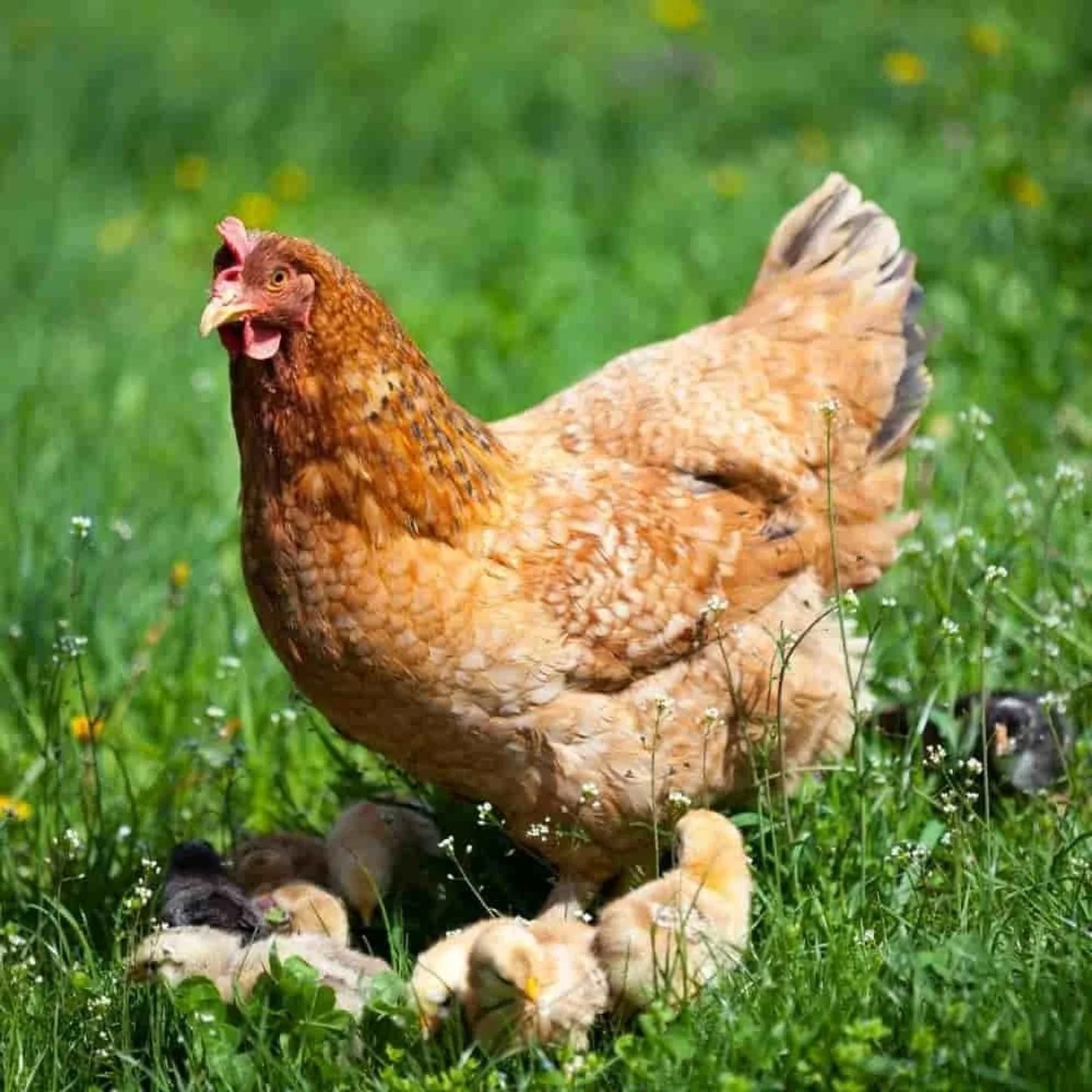Pienso Gallinas 25 Kg – Alimento Balanceado Para Gallinas, Pollos, Patos Y Gansos Rico En Nutrientes_2