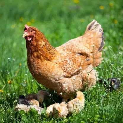 Pienso Gallinas 25 Kg – Alimento Balanceado Para Gallinas, Pollos, Patos Y Gansos Rico En Nutrientes_2