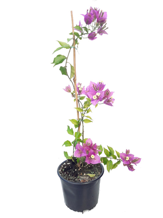 Bougainvillea Glabra (flor Morada)_0