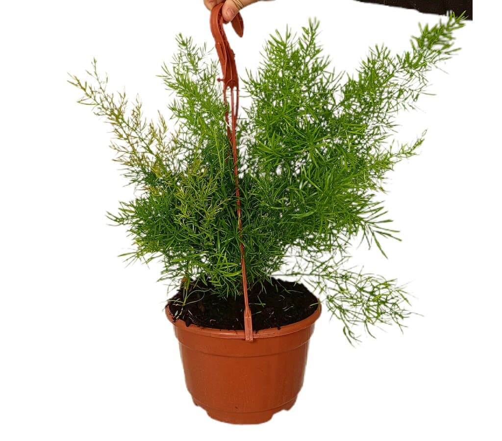 Asparagus Densiflorus M18_0