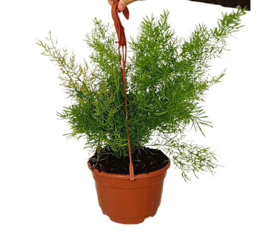 Asparagus Densiflorus M18