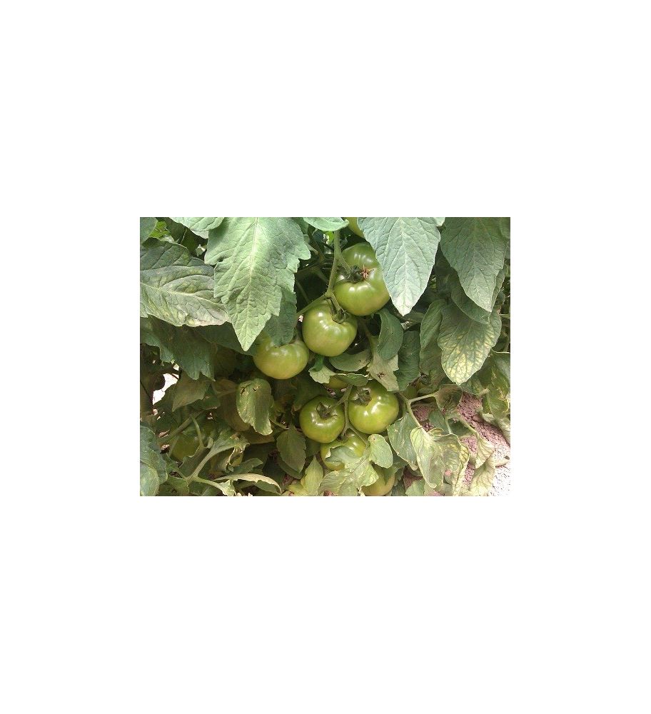 Plantón Tomate Optima F1 (10 Unidades)_1